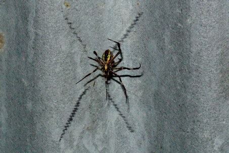 st georges cross spider